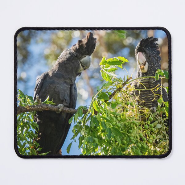 Item preview, Male and Female Red-tailed Black-cockatoo #1 designed and sold by Images by Chris de Blank.
