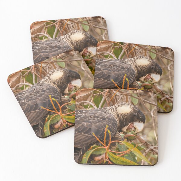 Item preview, Female Baudin's Starting on a gumnut designed and sold by Images by Chris de Blank.