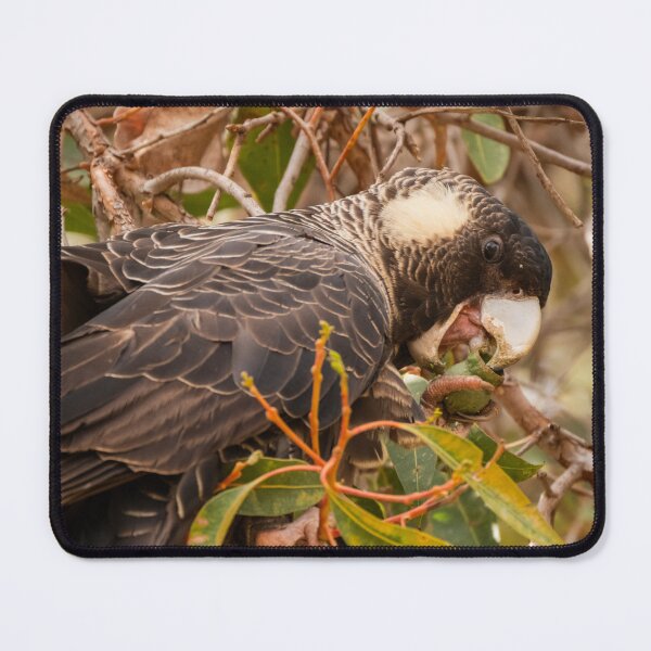 Item preview, Female Baudin's Starting on a gumnut designed and sold by Images by Chris de Blank.