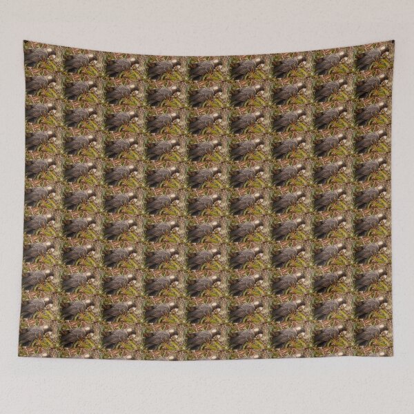 Item preview, Female Baudin's Starting on a gumnut designed and sold by Images by Chris de Blank.