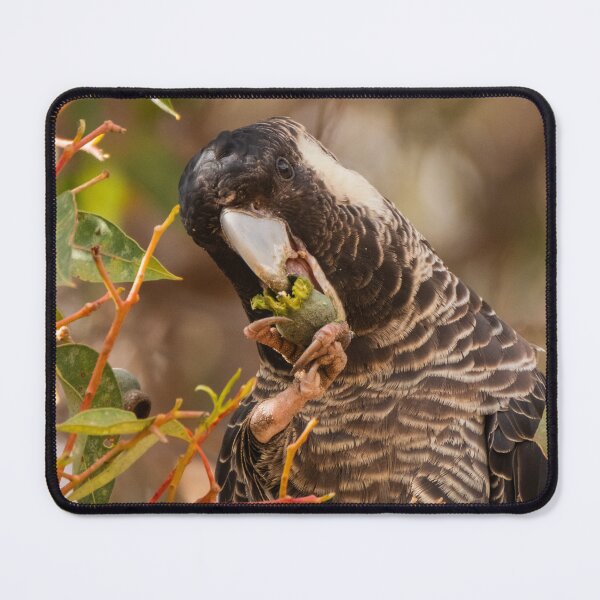 Item preview, Female Baudin's Cockatoo Eating Gumnut designed and sold by Images by Chris de Blank.