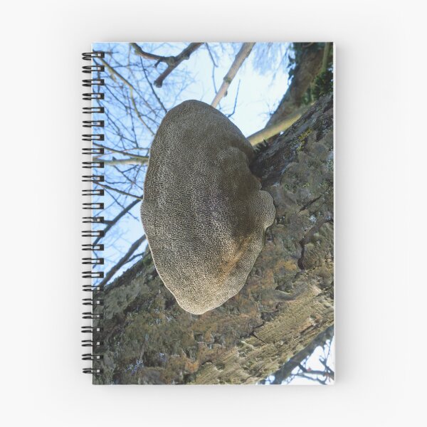 Item preview, Oak Mazegill - Bracket Fungi designed and sold by wiggyofipswich.