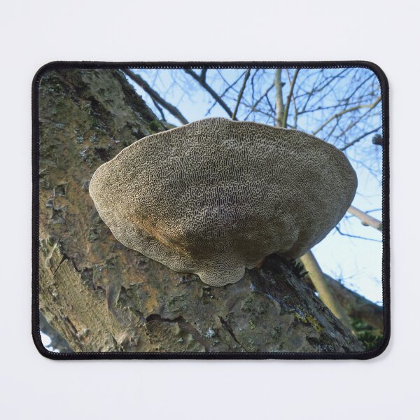 Item preview, Oak Mazegill - Bracket Fungi designed and sold by wiggyofipswich.