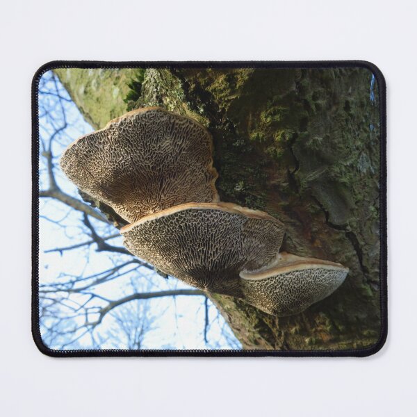 Item preview, Three In One - Bracket Fungi designed and sold by wiggyofipswich.