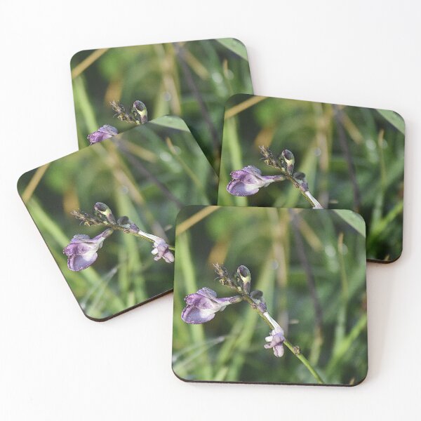 Item preview, Apopka Wildlife Drive Vicia tetrasperma  designed and sold by MercerImages.