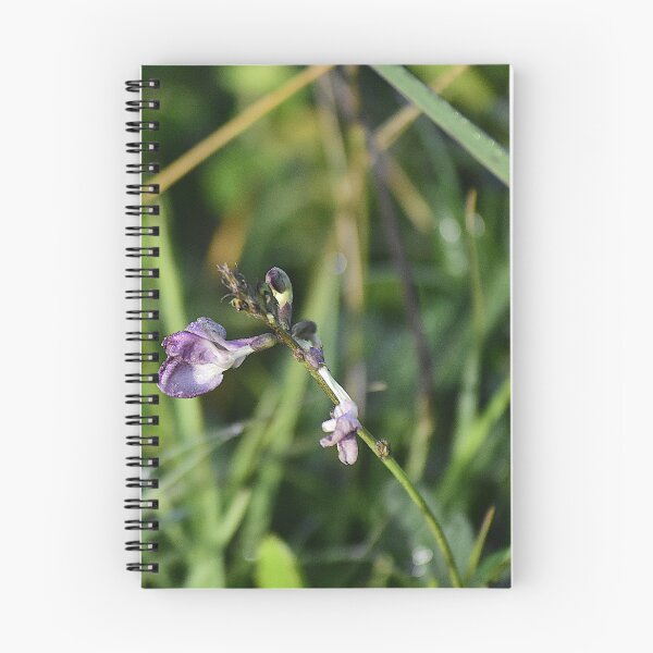 Item preview, Apopka Wildlife Drive Vicia tetrasperma  designed and sold by MercerImages.