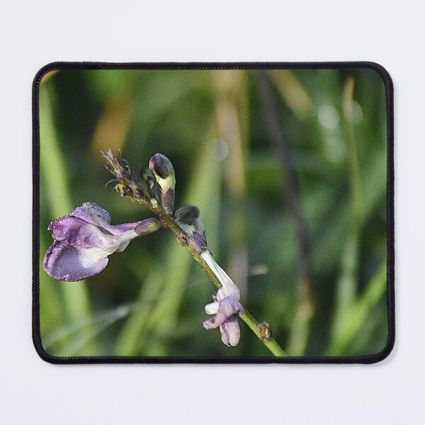 Item preview, Apopka Wildlife Drive Vicia tetrasperma designed and sold by MercerImages.