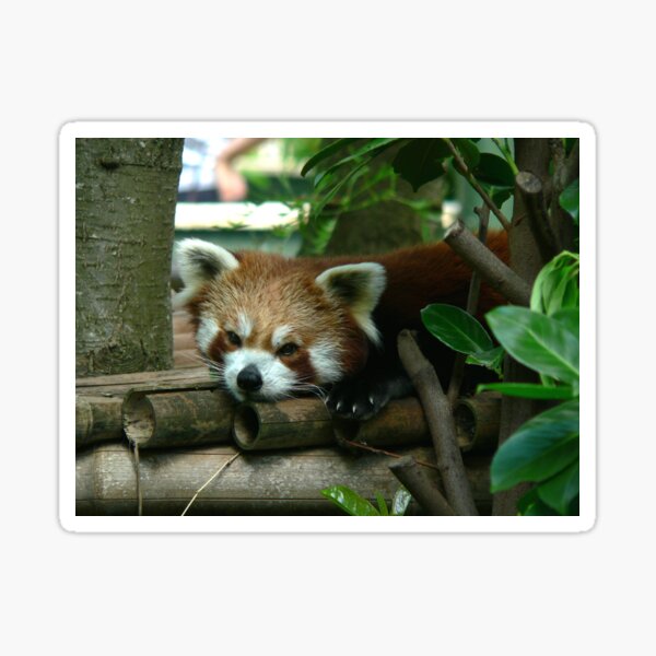 Red Panda Sticker