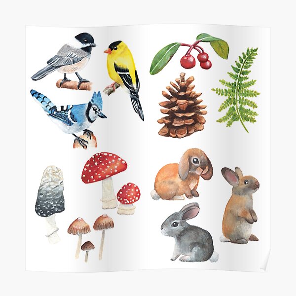 Woodland Flora And Fauna Posters | Redbubble