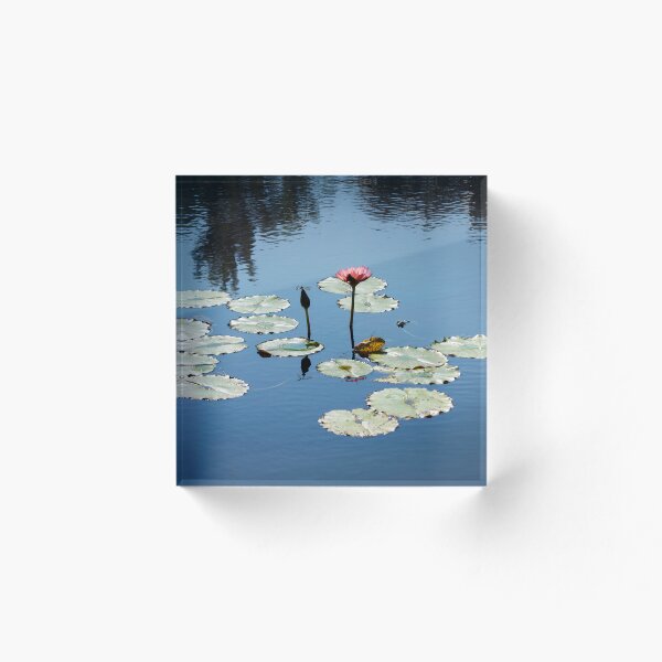 Item preview, La vida de las hojas de nenúfar designed and sold by KbytesOfJax Outdoor and Nature.