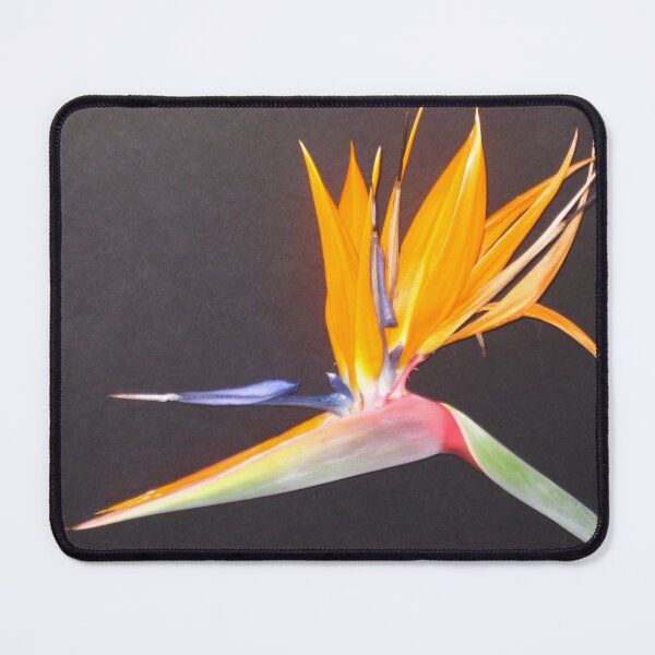 Item preview, Brilliant Bird of Paradise designed and sold by JoyousArt4u.