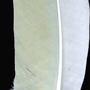 Artwork thumbnail, White Feather with Yellow Tinge - Magpie Springs Wildlife by Avril Thomas by MagpieSprings