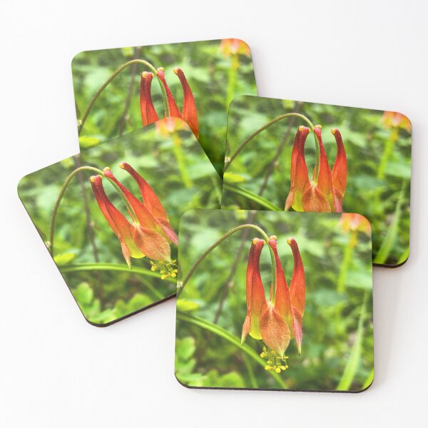 Item preview, Western Columbine Aquilegia formosa, leafy green background designed and sold by MostSplendid.