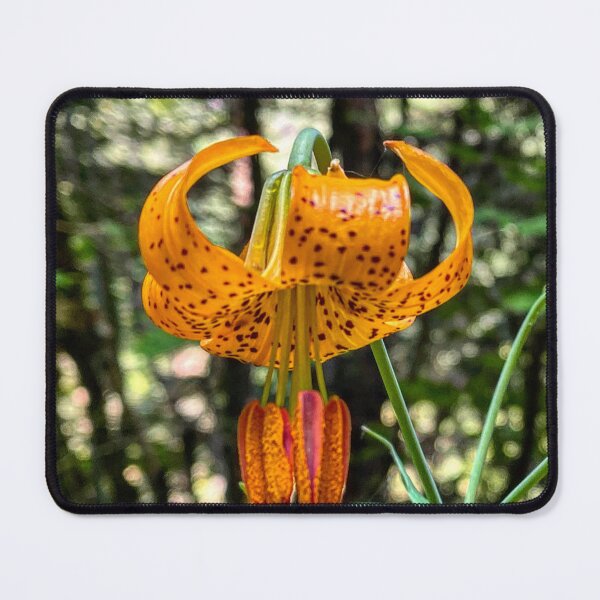 Item preview, Columbia Lily Lilium columbianum wildflower orange brown specks designed and sold by MostSplendid.
