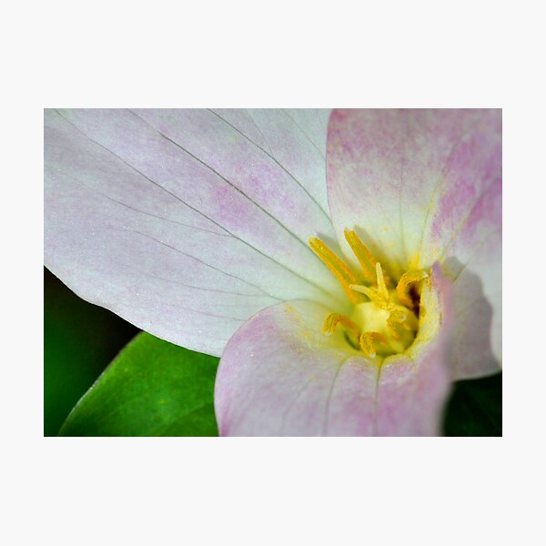 Trillium Photographic Print
