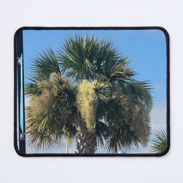 Item preview, Iconic Palmetto Tree in Charleston, South Carolina: A Symbol of Southern Beauty designed and sold by MMVisualArts.