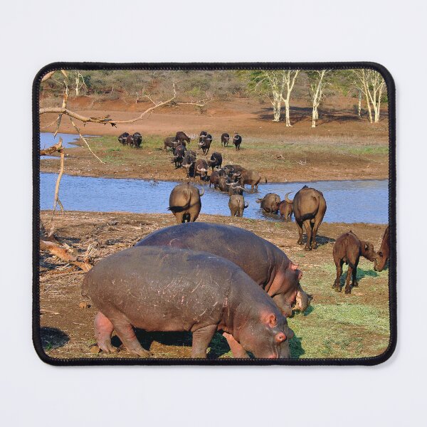 Item preview, Hippopotamus hippo Lake St Lucia Wetland Park South Africa designed and sold by AndyEvansPhotos.
