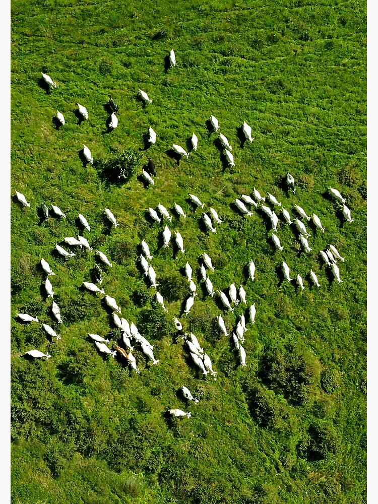 Thumbnail 7 of 7, Framed Art Print, Sheeps designed and sold by DRONY.