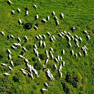 Artwork thumbnail, Sheeps by DRONY