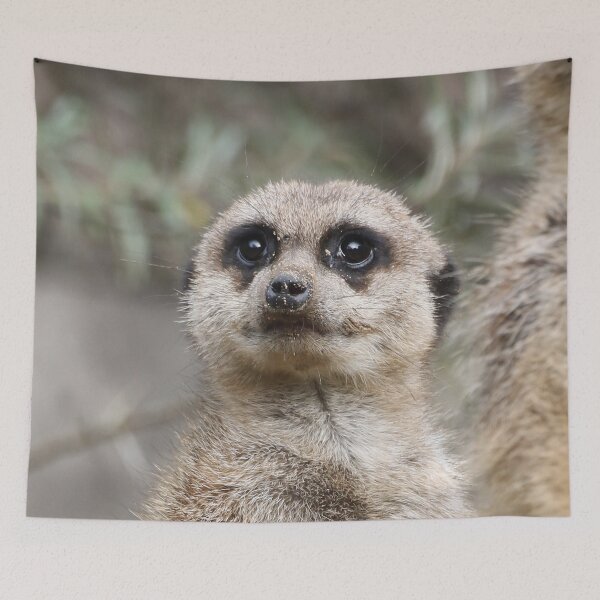 Item preview, Meerkat 082 designed and sold by JAMFoto.
