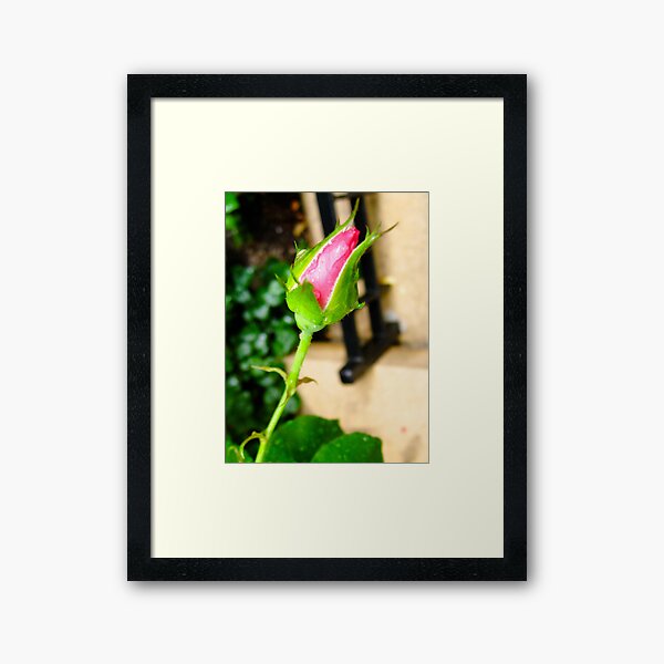 Lone Bud Framed Art Print