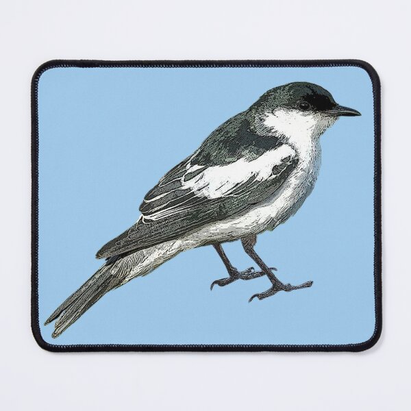Item preview, White-winged Triller Color Design designed and sold by designsasstultd.