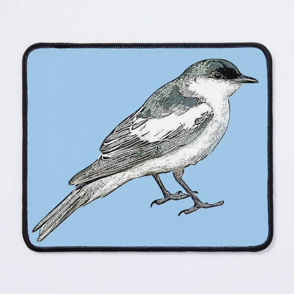 Item preview, White-winged Triller Black Alternate Design designed and sold by designsasstultd.