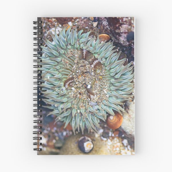 Item preview, Sea Anemone Cayucos Tide Pool designed and sold by Kenziewenze.