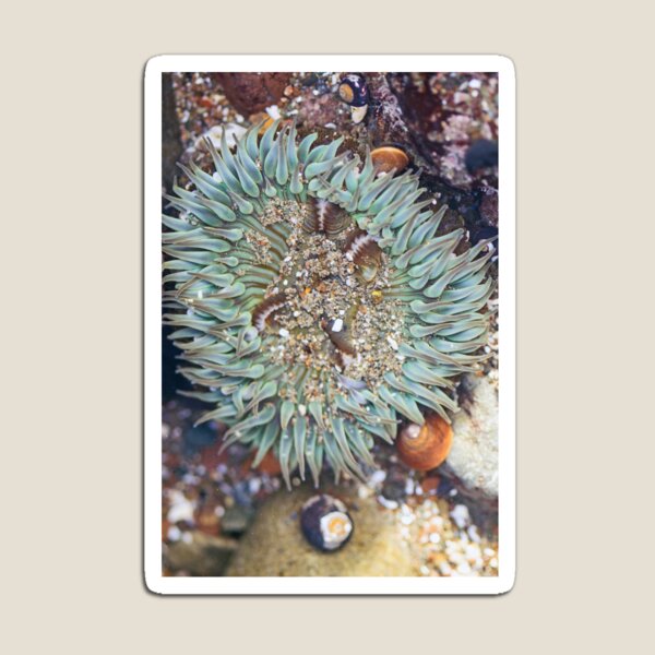 Item preview, Sea Anemone Cayucos Tide Pool designed and sold by Kenziewenze.