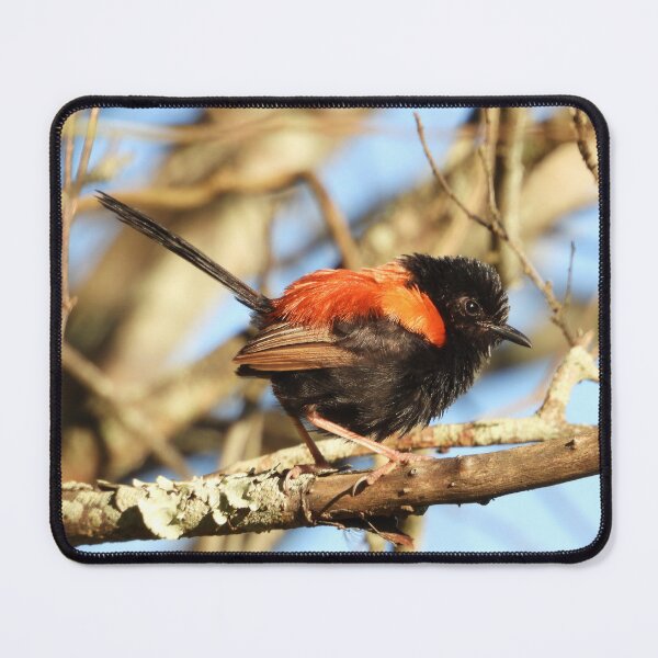 Item preview, Walking with Wildlife Red-backed Fairy Wren designed and sold by Jenny Dyer.