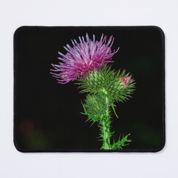 Item preview, Scottish Thistle designed and sold by Tom McPherson Photography.