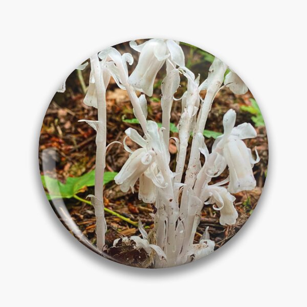 Item preview, Ghost Pipe Monotropa uniflora designed and sold by MostSplendid.