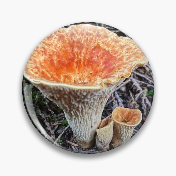 Item preview, Scaly Chanterelle Turbinellus floccosus designed and sold by MostSplendid.