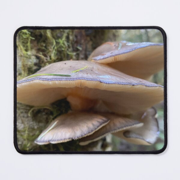 Item preview, Late Oyster Sarcomyxa serotina mushroom designed and sold by MostSplendid.
