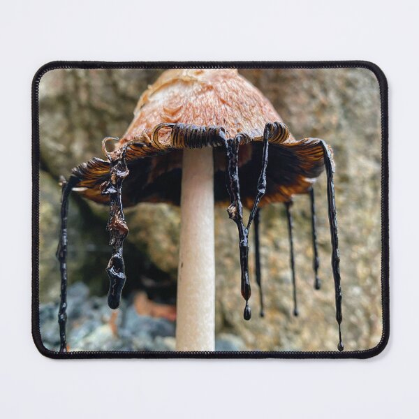 Item preview, Shaggy Mane Coprinus comatus mushroom designed and sold by MostSplendid.