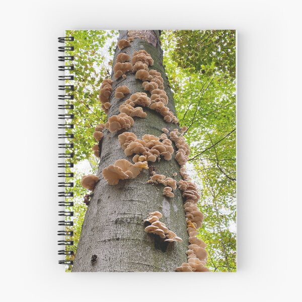 Item preview, Oyster mushrooms growing up a tree designed and sold by MostSplendid.
