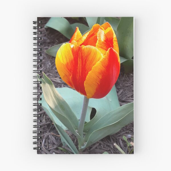 Item preview, A Tulip that looks like a Sun Set designed and sold by VelvetLunaMoth.