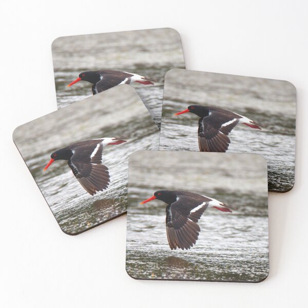 Item preview, Pied Oystercatcher in flight designed and sold by BirdsAlive.