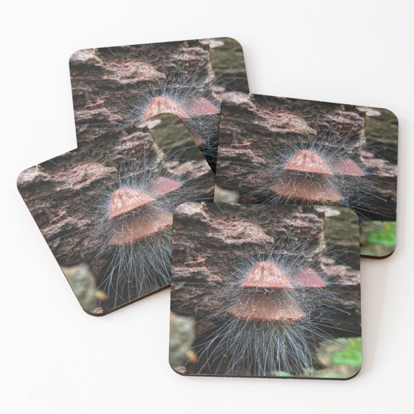 Item preview, Bonnet Mold Spinellus fusiger, moldy mushrooms designed and sold by MostSplendid.