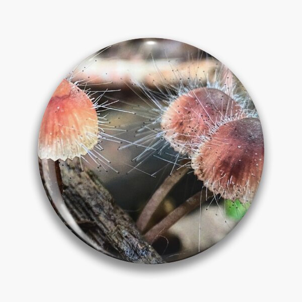 Item preview, Bonnet Mold Spinellus fusiger, moldy mushrooms designed and sold by MostSplendid.