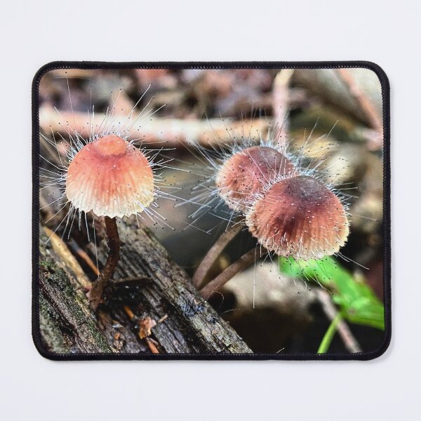 Item preview, Bonnet Mold Spinellus fusiger, moldy mushrooms designed and sold by MostSplendid.