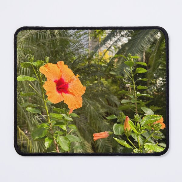 Item preview, Orange Hibiscus Photography Print – Tropical Bloom from Waimea Valley, O‘ahu designed and sold by Stickers by @molllyclare.