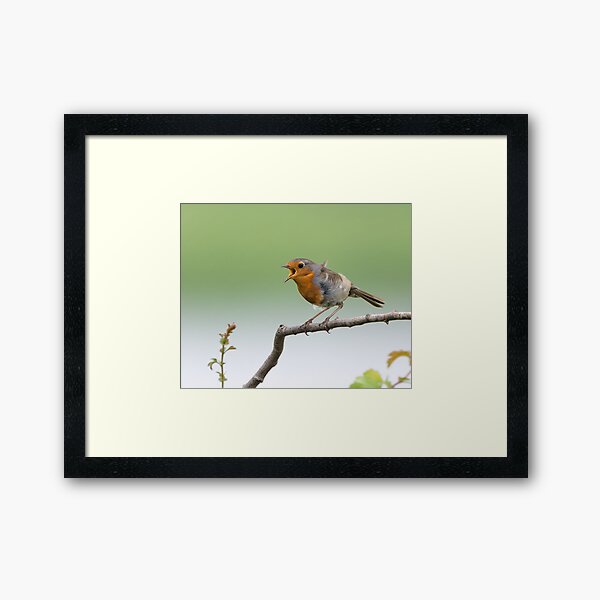 Aperçu de l'œuvre Merle d'Europe (Erithacus rubecula) créée et vendue par Steve Liptrot Photography.