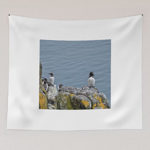 Item preview, Razorbills, Isle of May, Scotland designed and sold by AlbaPhotography.