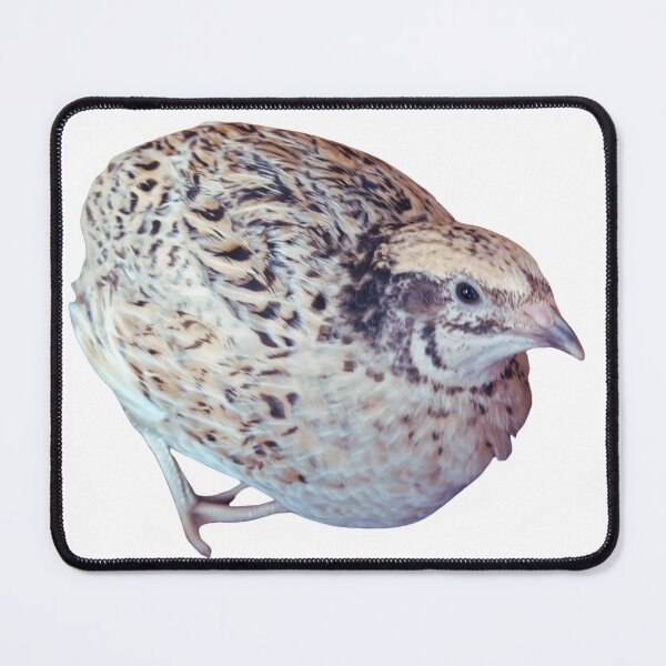 Item preview, Meet "Lady", the princess quail designed and sold by di-Vera-Rosati.