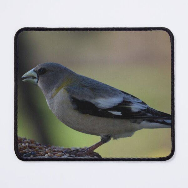 Item preview, A big beak wandering at the garden feeder designed and sold by Claude Laprise.