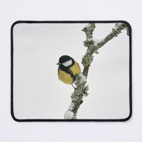 Item preview, Light. Great tit designed and sold by Jouko Lehto Photography.