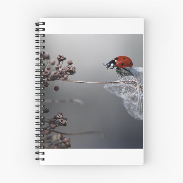 Item preview, Ladybird on old hydrangea  designed and sold by Ellen van Deelen.