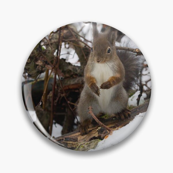 Item preview, King of the rods.  Red squirrel designed and sold by Jouko Lehto Photography.