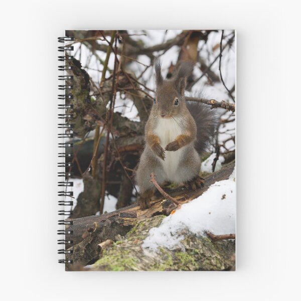 Item preview, King of the rods.  Red squirrel designed and sold by Jouko Lehto Photography.